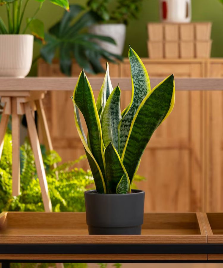snake plant