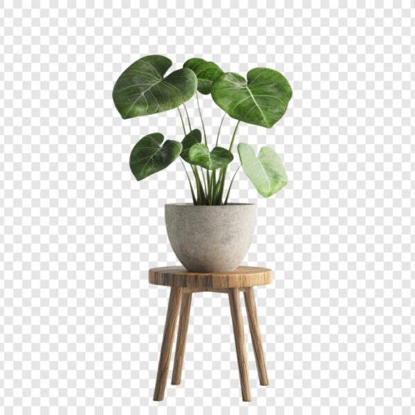Indoor plant 1