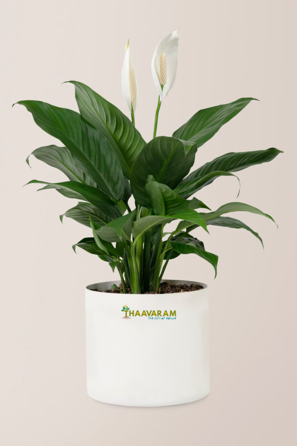 Outdoor plants 2
