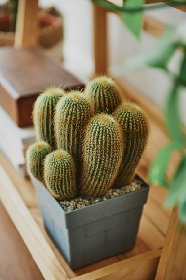 Succulents & Cactus 1